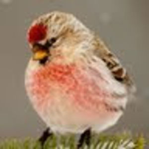 Meet your Posher, Trish